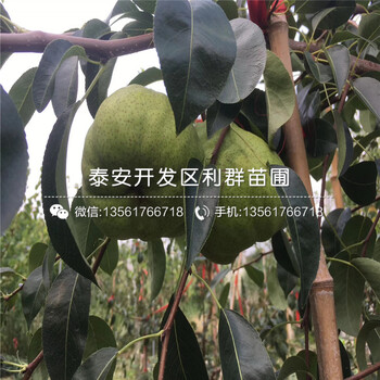 全紅梨苗、全紅梨苗批發(fā)價(jià)格