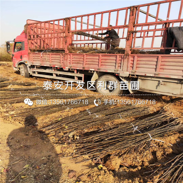黃金梨樹苗價(jià)格、黃金梨樹苗價(jià)格及報(bào)價(jià)