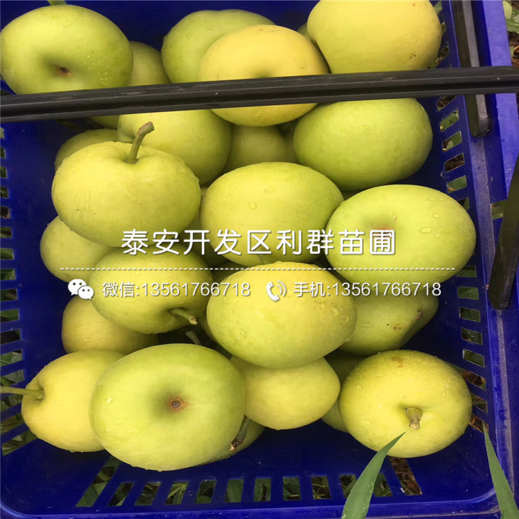 红梨树苗新品种