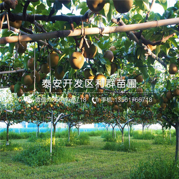早酥紅梨樹苗基地