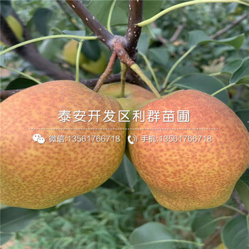 金果梨樹苗批發(fā)、金果梨樹苗價格及報價