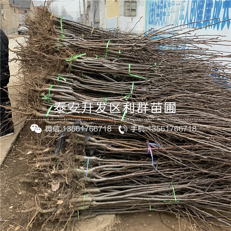 紅啤梨苗、紅啤梨苗每日報價