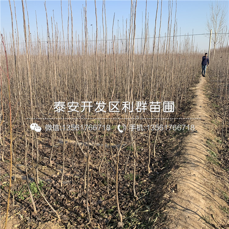 柱狀梨樹苗、柱狀梨樹苗每日報價