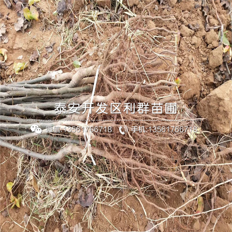 奧紅1號(hào)梨苗、奧紅1號(hào)梨苗報(bào)價(jià)及基地