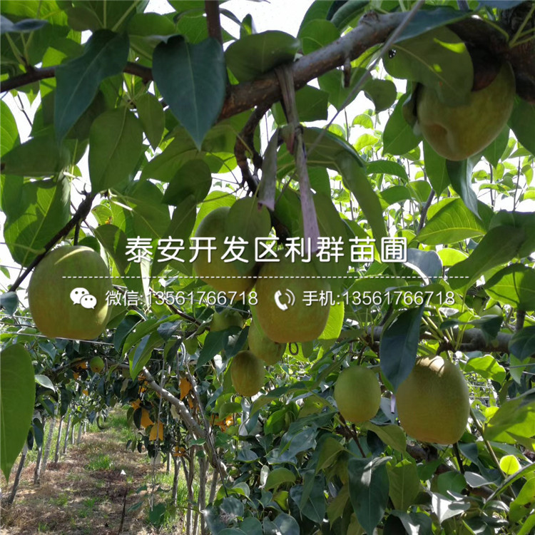 红梨1号梨树苗品种介绍、2020年红梨1号梨树苗价格