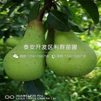 翠冠梨樹苗報價