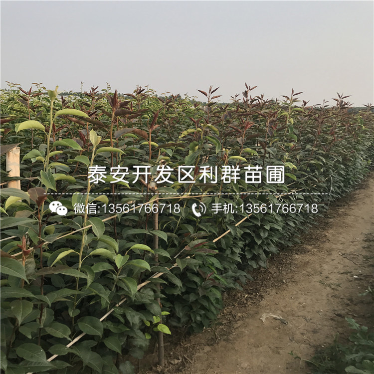 红茄梨树苗、红茄梨树苗批发基地