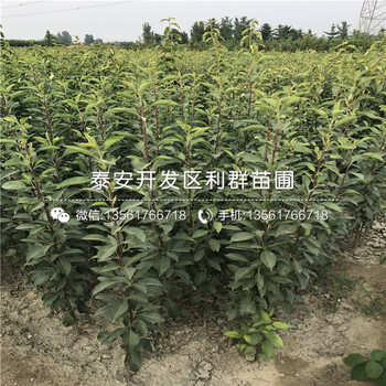 紅安久梨苗、紅安久梨苗每日報價