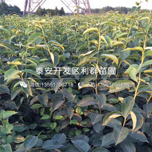 爱甘水梨树苗、爱甘水梨树苗价钱图片
