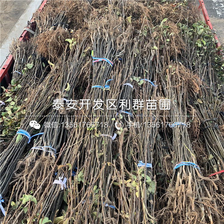 杜梨樹苗價(jià)格、杜梨樹苗批發(fā)