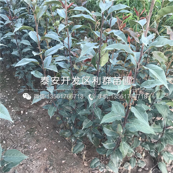 紅香梨樹苗批發(fā)