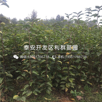 紅香梨樹苗品種