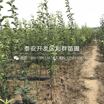 2020年梨樹苗品種、2020年梨樹苗價(jià)格及基地