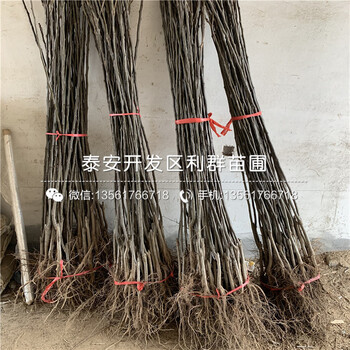 豐水梨樹(shù)苗、豐水梨樹(shù)苗出售基地