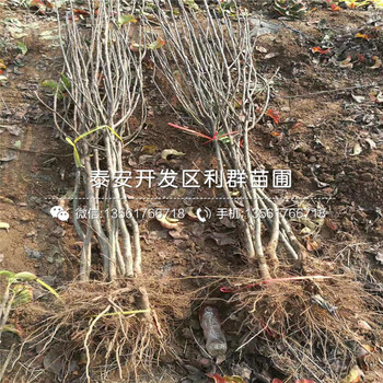 早酥紅梨苗價格、早酥紅梨苗基地及報價