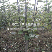 出售水晶梨苗、出售水晶梨苗基地图片
