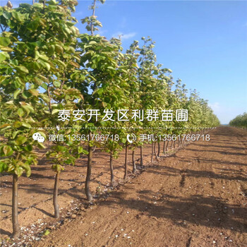 奧紅梨樹苗基地、奧紅梨樹苗價格及報價