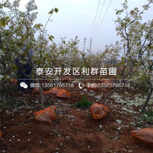 满天红梨苗、满天红梨苗报价及价格图片