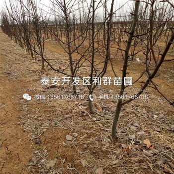 中梨1號梨苗、中梨1號梨苗新品種
