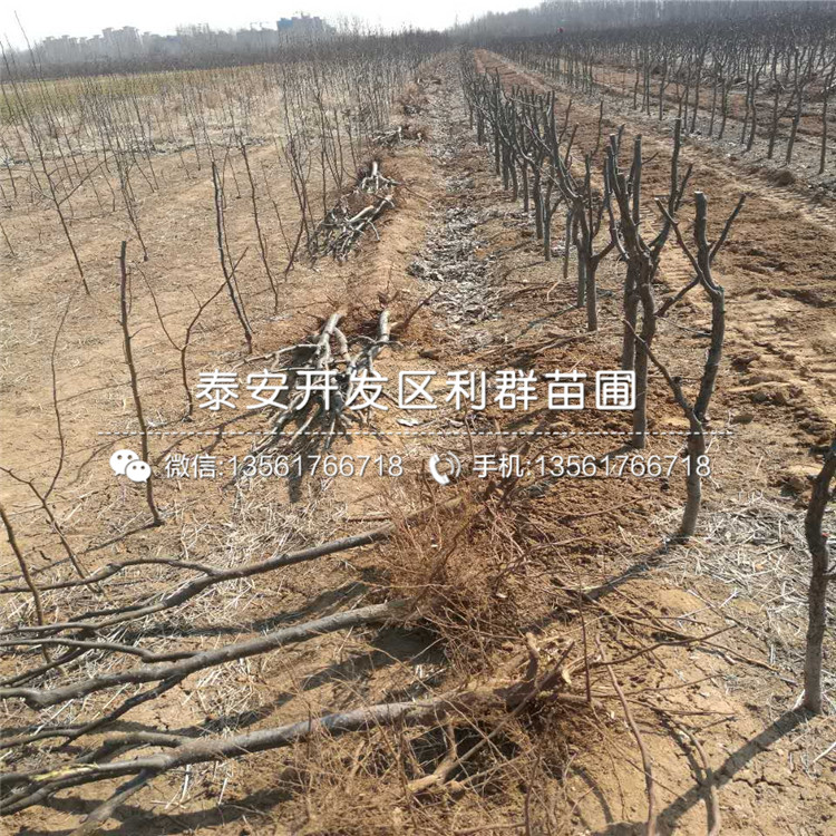 愛宕梨苗批發(fā)價(jià)格