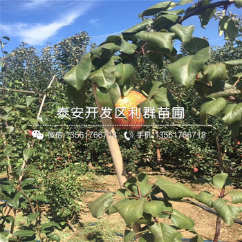 豐水梨樹苗價格、豐水梨樹苗基地