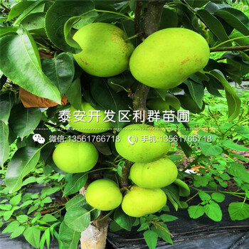 晚秋黃梨樹苗價格及報價