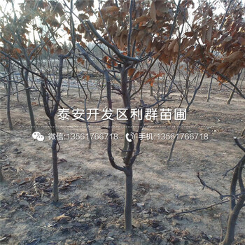 紅香梨樹苗、紅香梨樹苗報價及基地