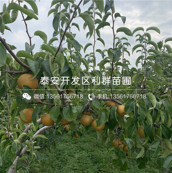 綠寶石梨樹苗基地、綠寶石梨樹苗價格及報價