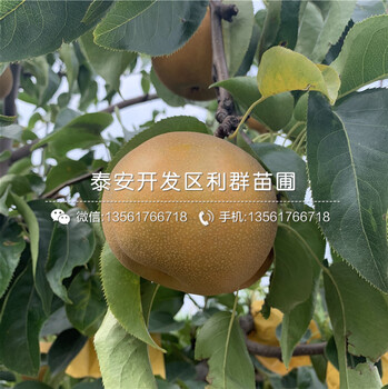 香水梨苗批發(fā)價(jià)格