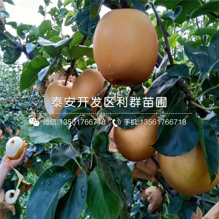 早酥紅梨苗批發(fā)、早酥紅梨苗價格及基地