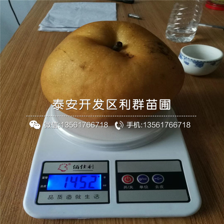 夏玉梨苗、夏玉梨苗出售