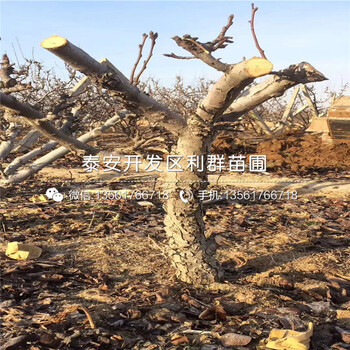 晚秋黃梨樹(shù)苗價(jià)格、2020年晚秋黃梨樹(shù)苗價(jià)格