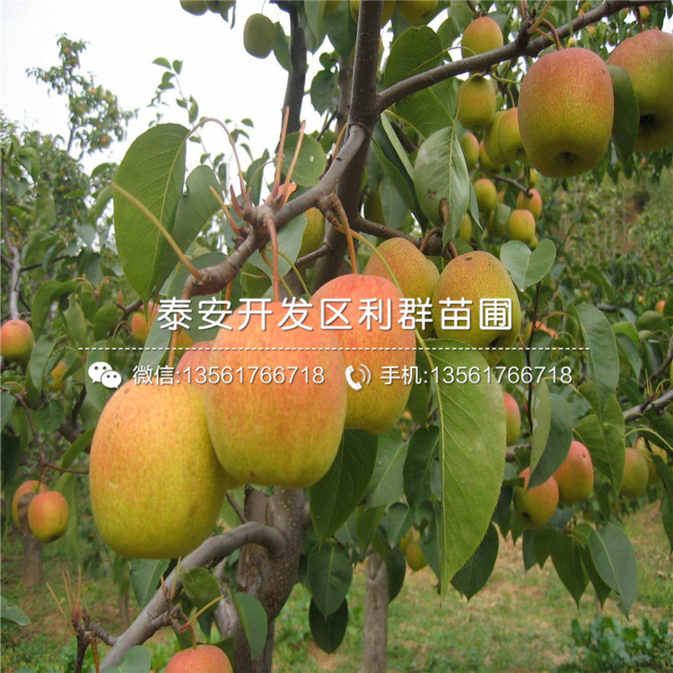 出售丑梨苗、出售丑梨苗價格