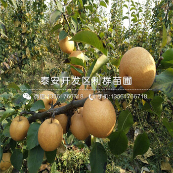 丑梨樹苗、丑梨樹苗出售基地