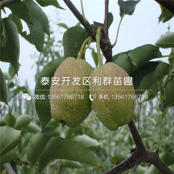 早生喜水梨樹(shù)苗批發(fā)、早生喜水梨樹(shù)苗價(jià)格及基地