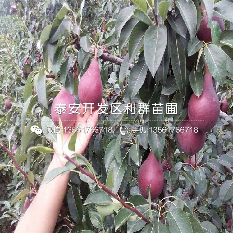 金果梨樹苗批發(fā)、金果梨樹苗基地