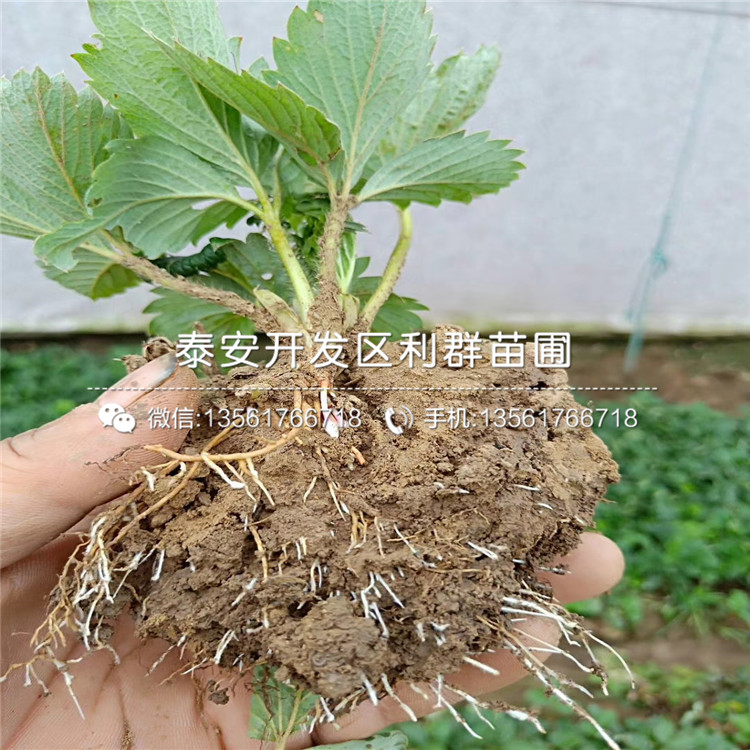 出售越心草莓苗、出售越心草莓苗價格及基地