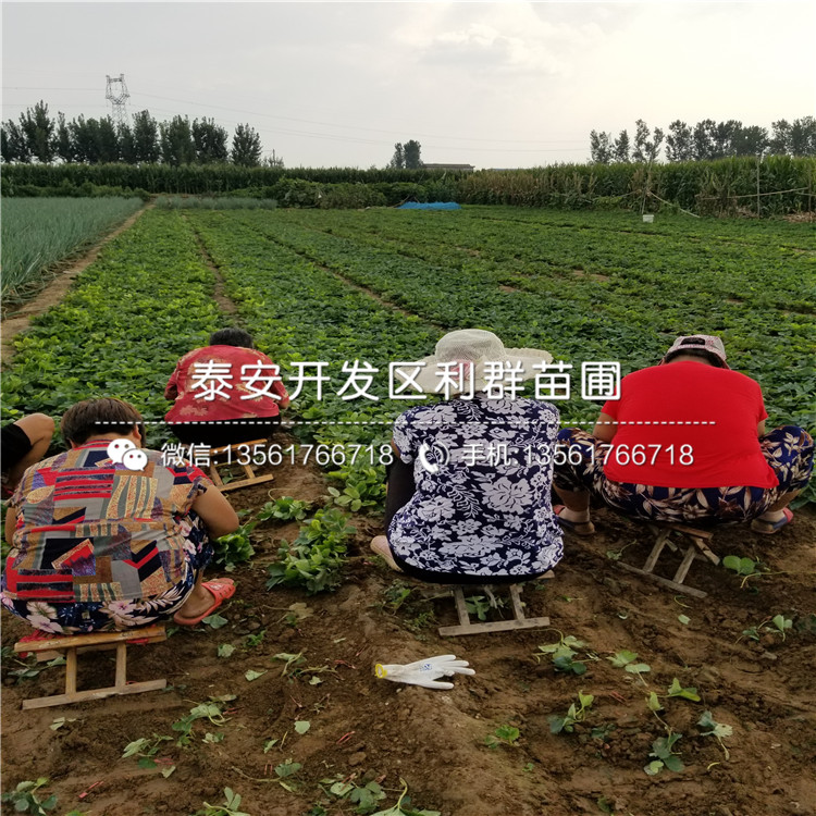 艾爾巴草莓苗價(jià)位