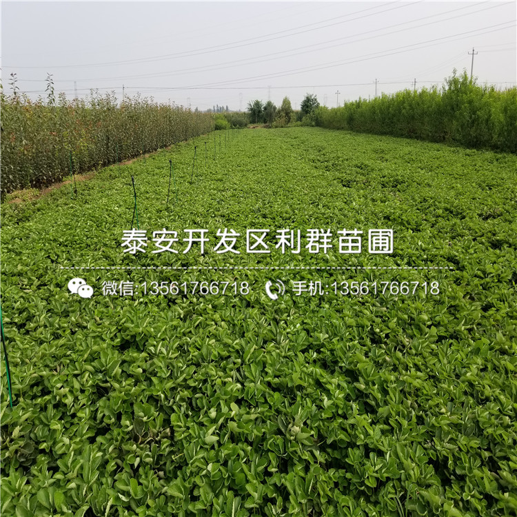 醉俠草莓苗、醉俠草莓苗價格