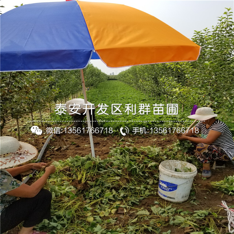 天仙醉草莓苗報價、2020年天仙醉草莓苗價格