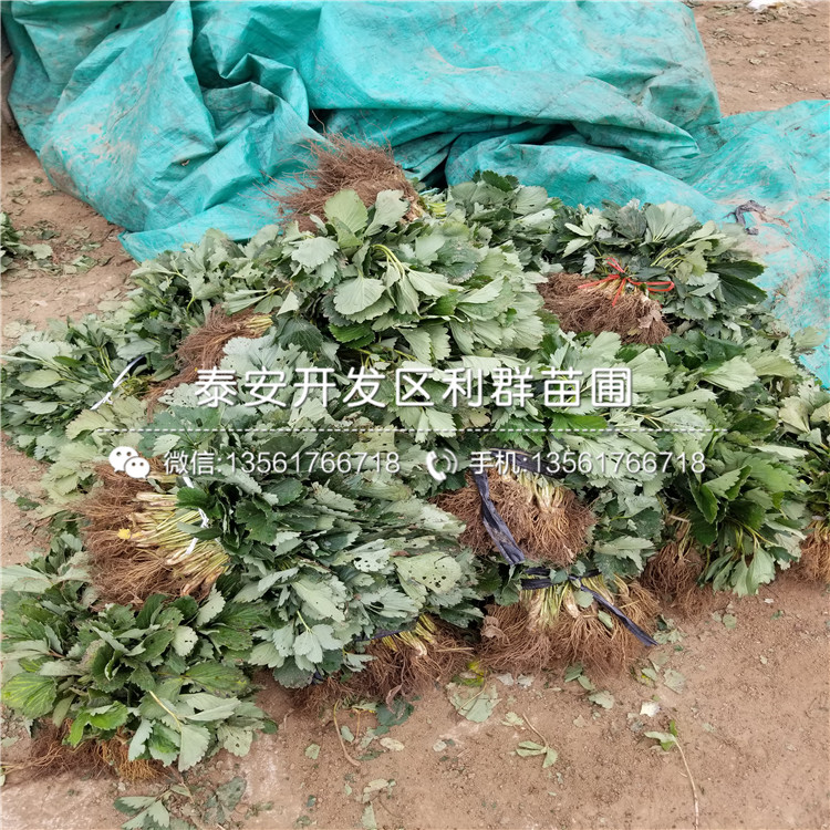 森嘎拉草莓苗價格及基地
