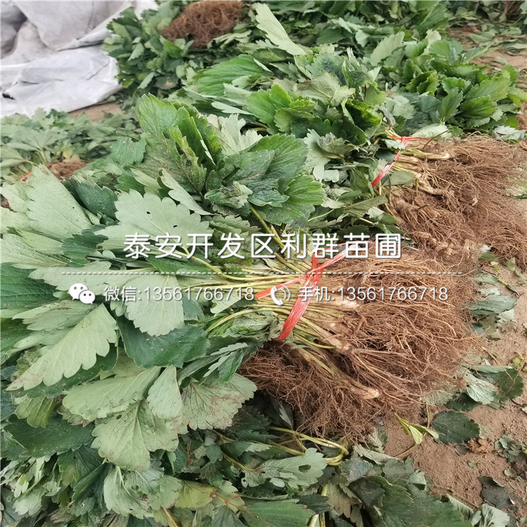 紅玫瑰草莓苗品種介紹、2020年紅玫瑰草莓苗價格