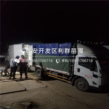 甜查理草莓苗價錢