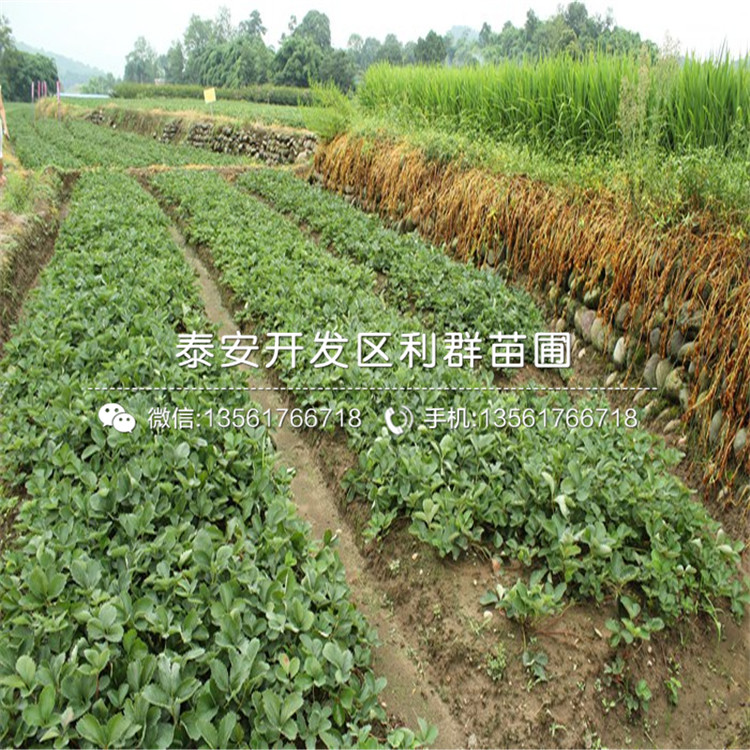 九香草莓苗批發(fā)基地