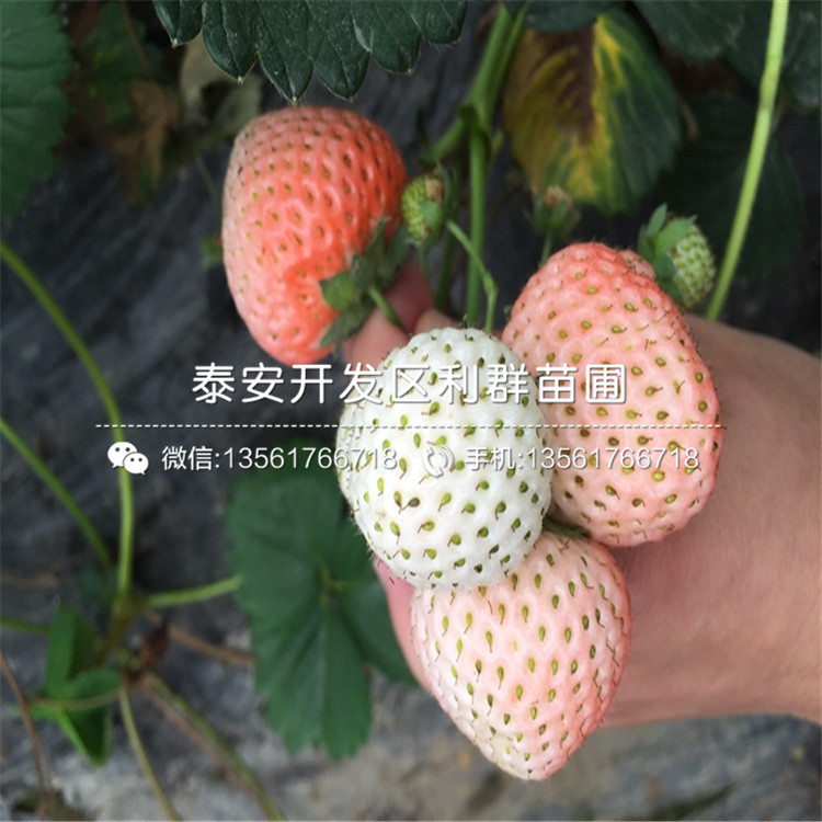 艾爾巴草莓苗價(jià)位