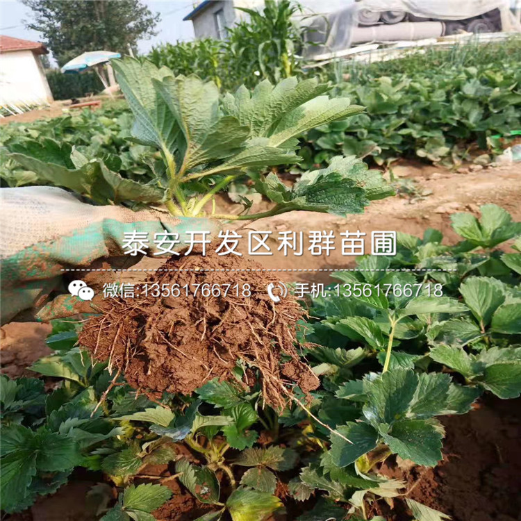 批发隋珠草莓苗、批发隋珠草莓苗价格