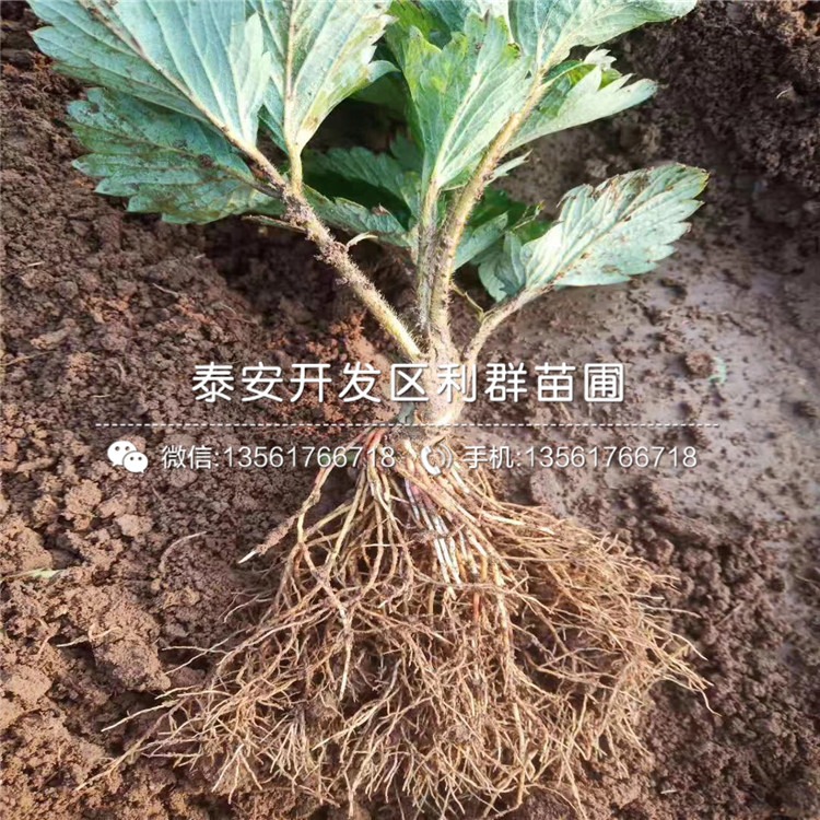 山东盆栽草莓苗