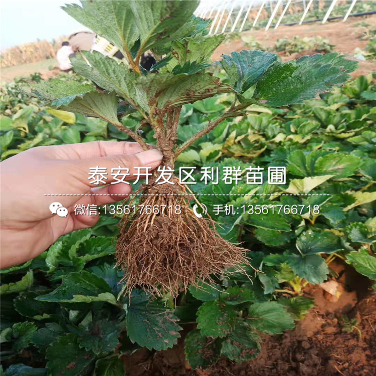 鈣維他草莓苗報價、鈣維他草莓苗價格及報價