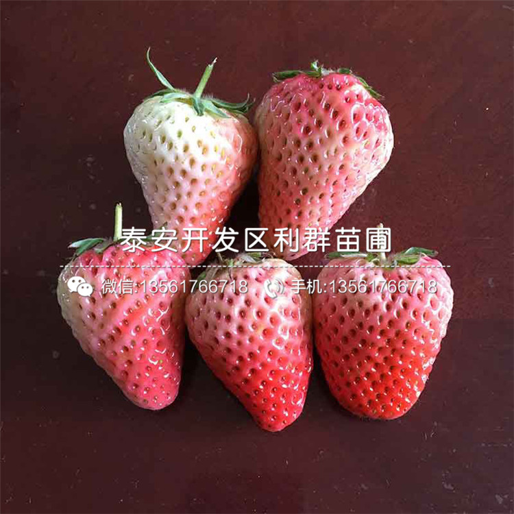 白雪天使草莓苗