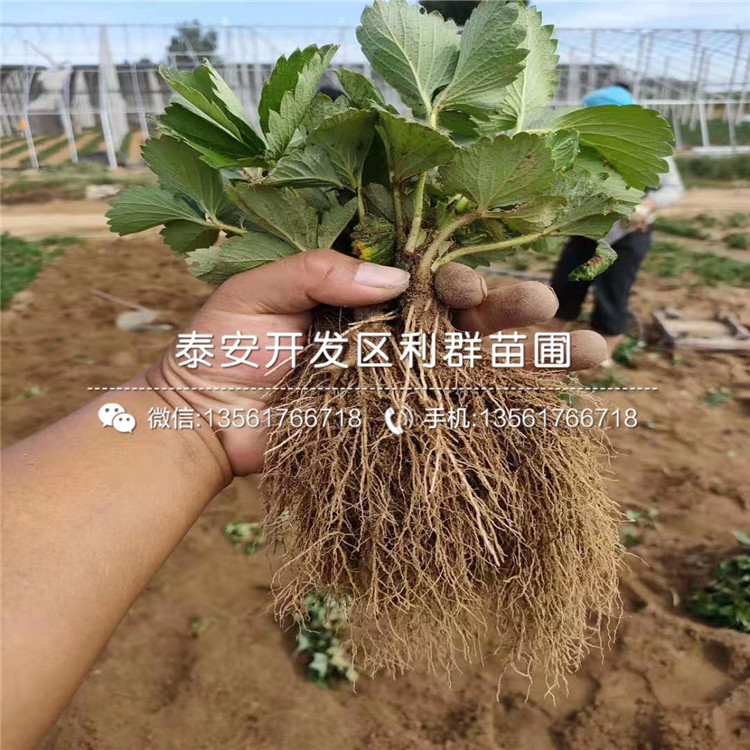 越麗草莓苗報(bào)價